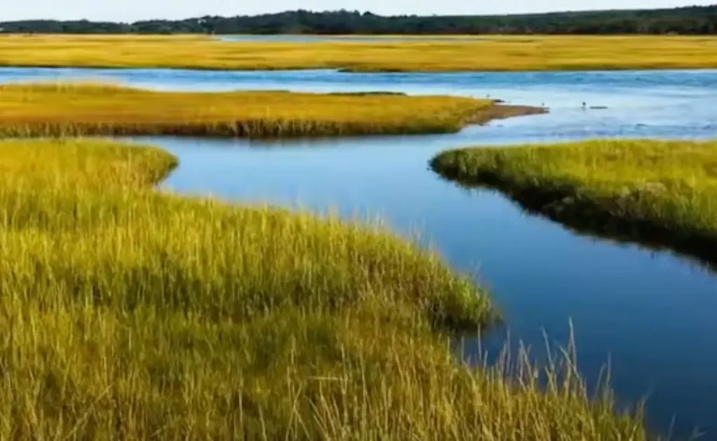 salt marsh thumbnail image