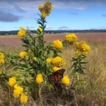 wildflower in a wetland meadow.