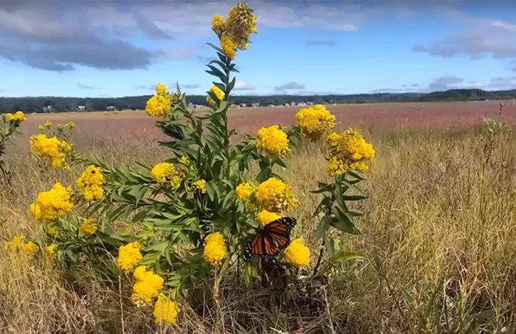 wildflower in a wetland meadow.