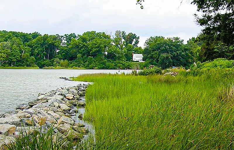 living shoreline