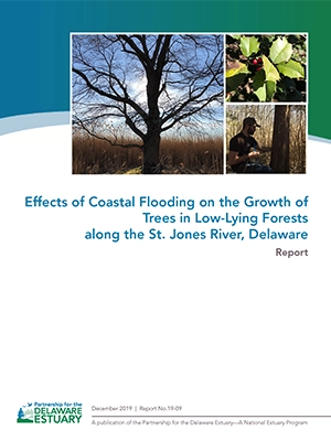 Effects of Coastal Flooding on the Growth of Trees in Low-Lying Forests along the St. Jones River, Delaware document