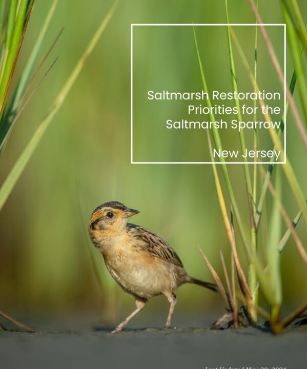 Saltmarsh Restoration Priorities for the Saltmarsh Sparrow - New Jersey report