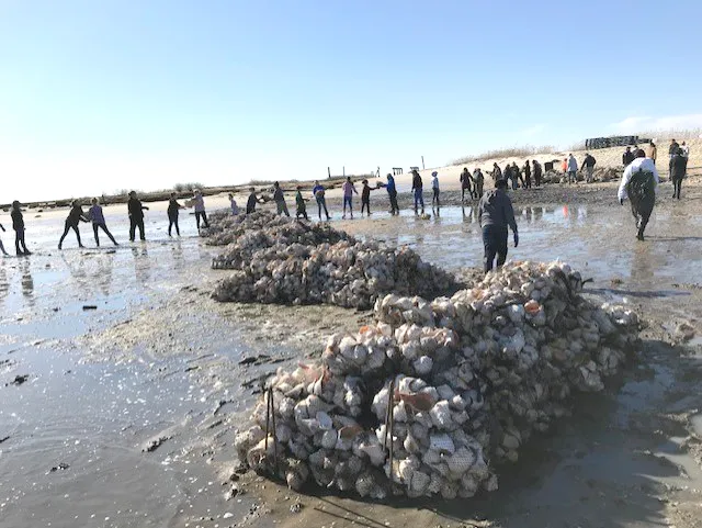 shell reef building