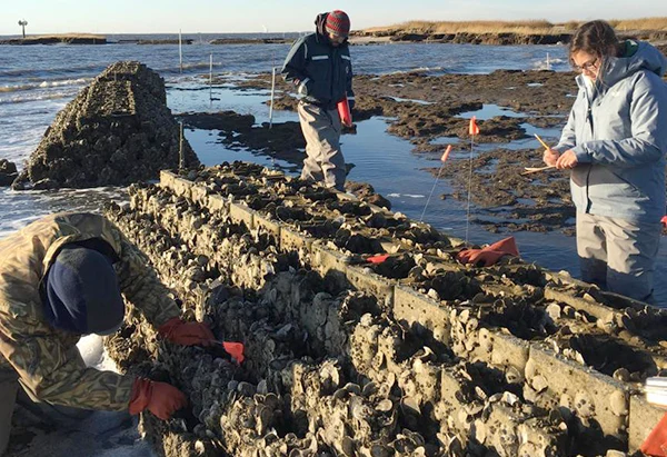 oyster monitoring